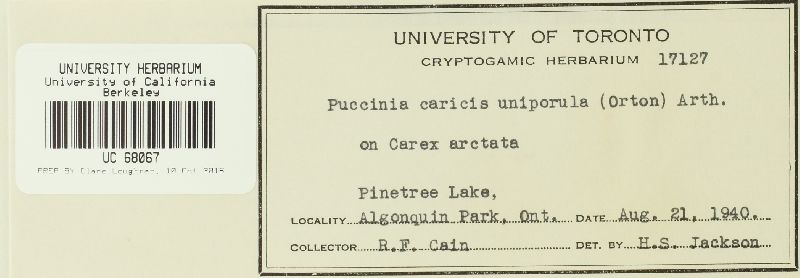 Puccinia caricina var. caricina image