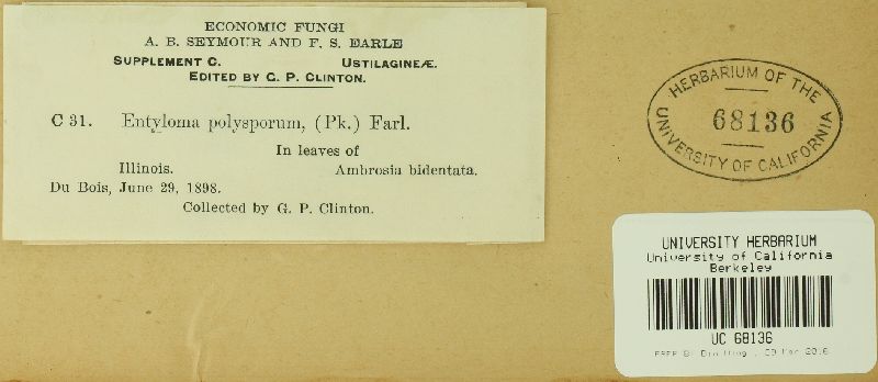 Entylomataceae image