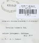 Kretzschmaria deusta image