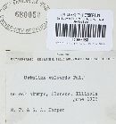 Kretzschmaria deusta image