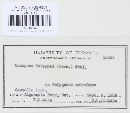 Uromyces polygoni-avicularis image