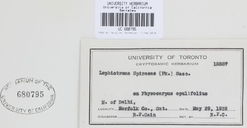 Lophiostoma spiraeae image