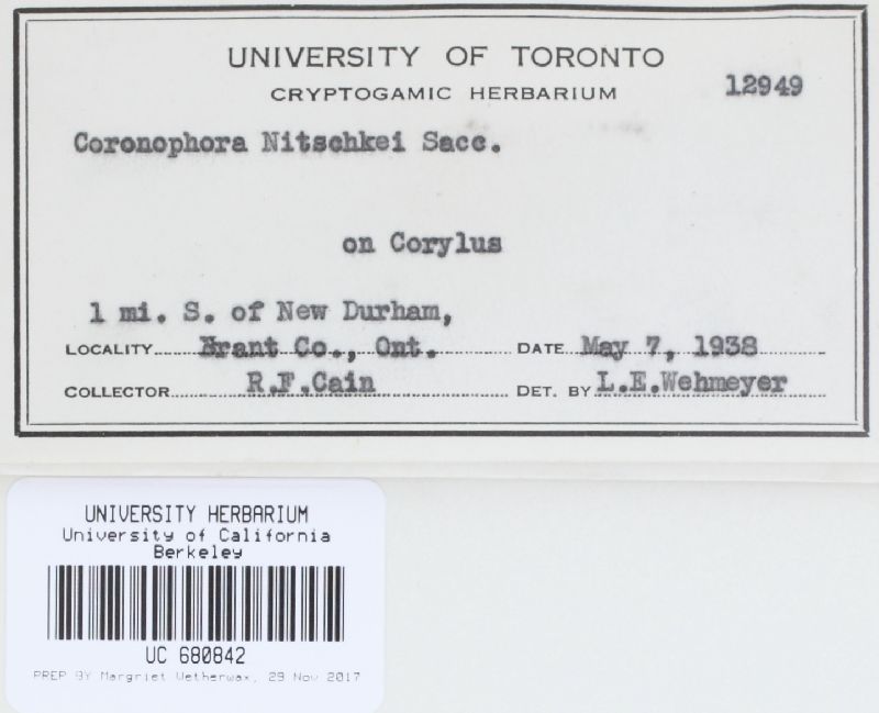 Coronophora nitschkei image