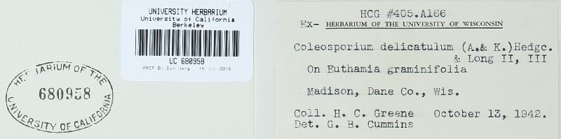 Coleosporium delicatulum image