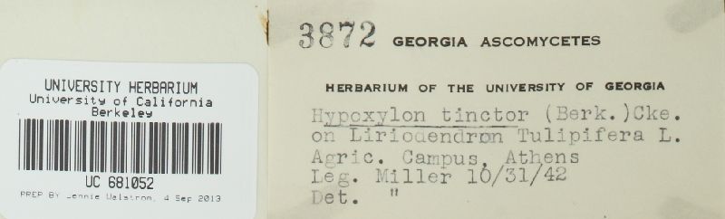 Hypoxylon tinctor image