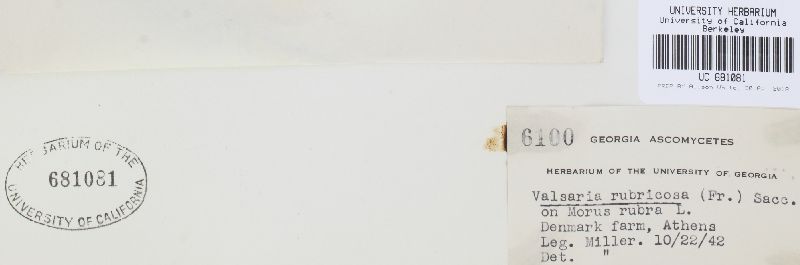 Valsaria rubricosa image