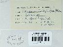 Coleosporium asterum image