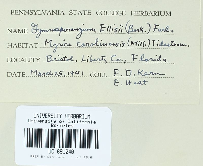 Gymnosporangium ellisii image