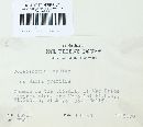 Coleosporium madiae image