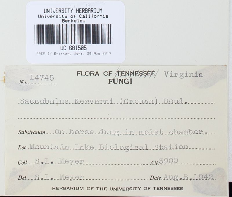 Saccobolus glaber image