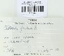 Rhodocybe parilis image