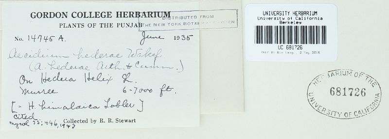 Aecidium hederae image