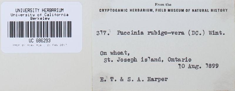 Puccinia recondita image