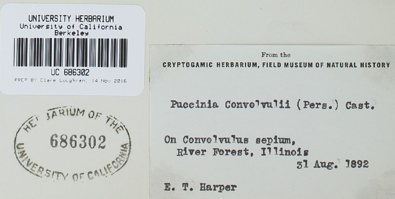 Puccinia convolvuli image