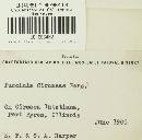 Puccinia circaeae image