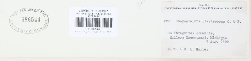 Chaetomastia clavispora image