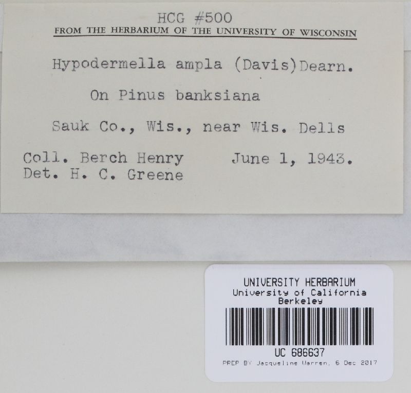 Davisomycella ampla image
