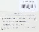 Cylindrosporium calamagrostidis image
