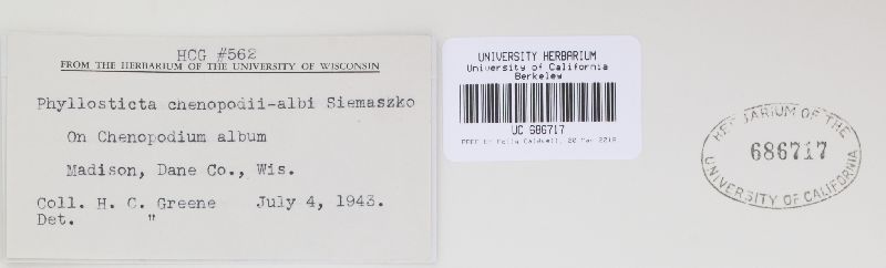 Phyllosticta chenopodii-albi image