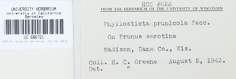 Phoma pomorum var. pomorum image