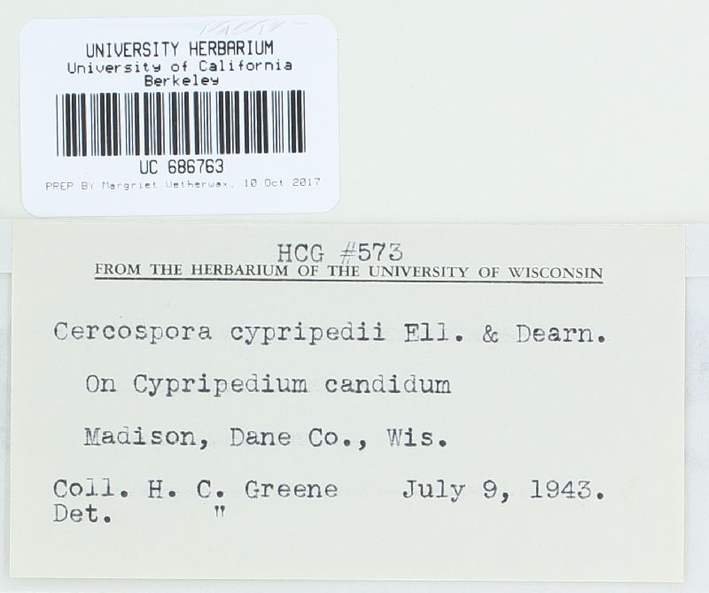 Cercospora cypripedii image