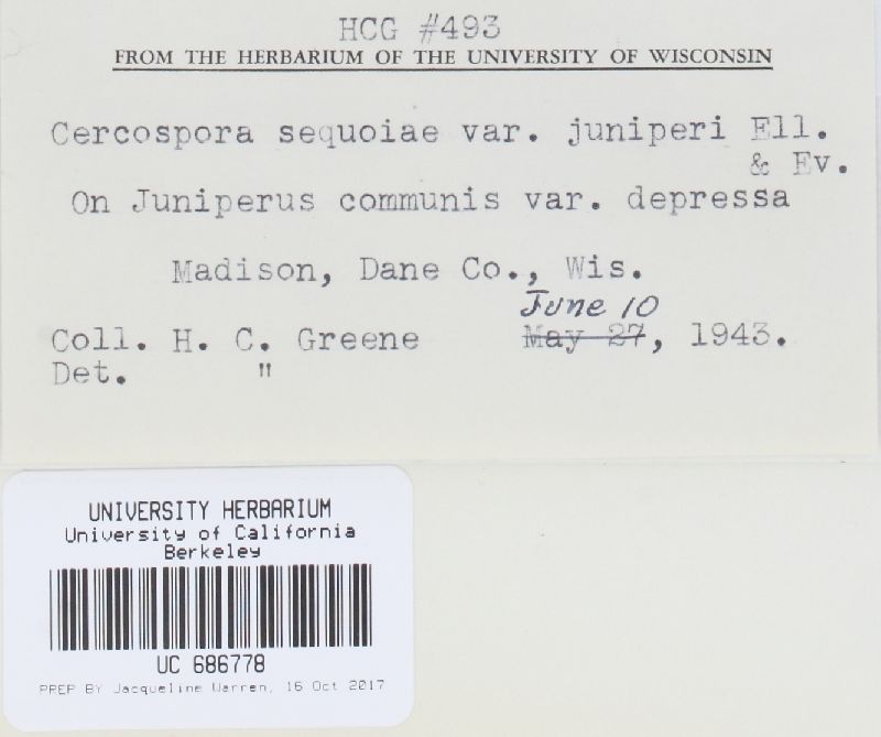 Pseudocercospora juniperi image