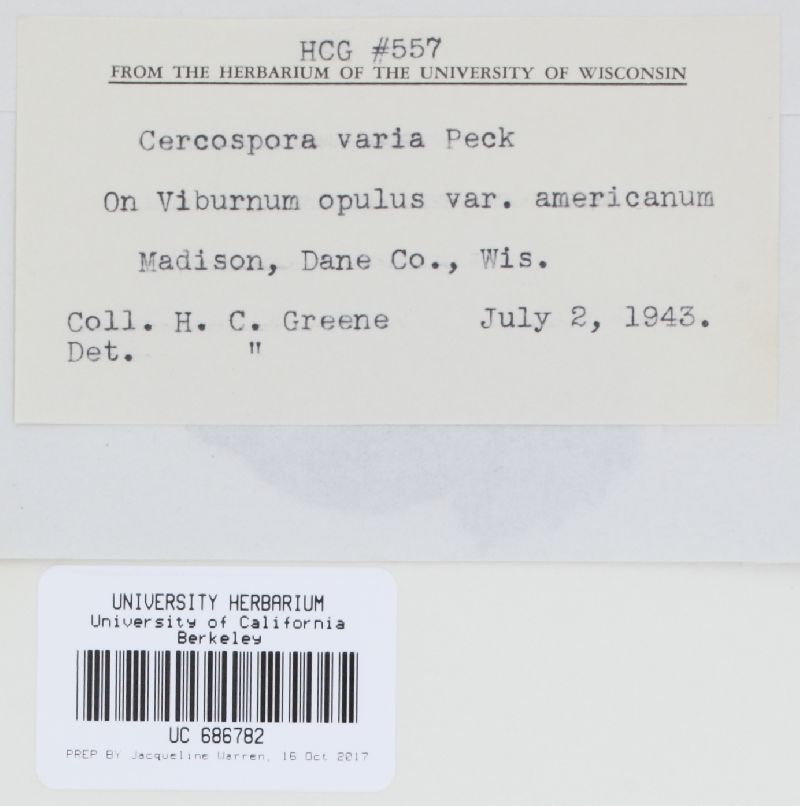 Pseudocercospora varia image