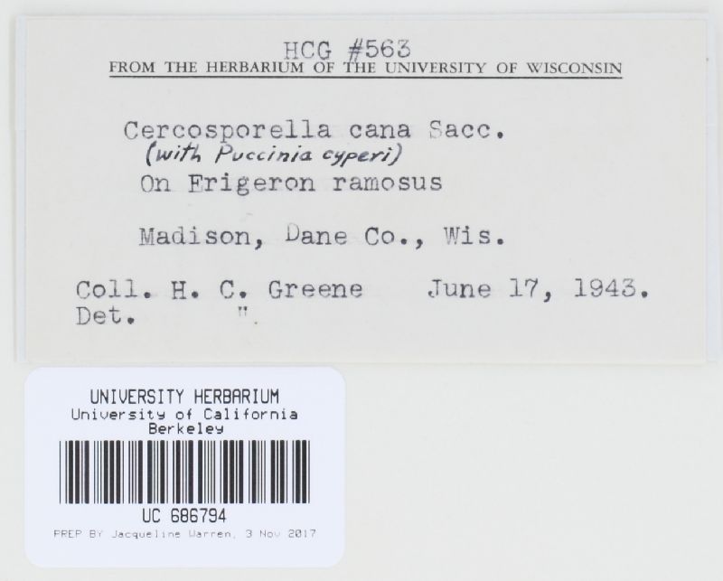 Cercosporella image