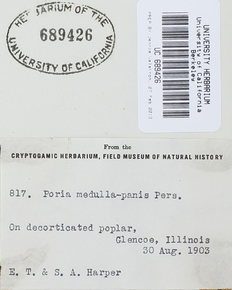 Perenniporia medulla-panis image
