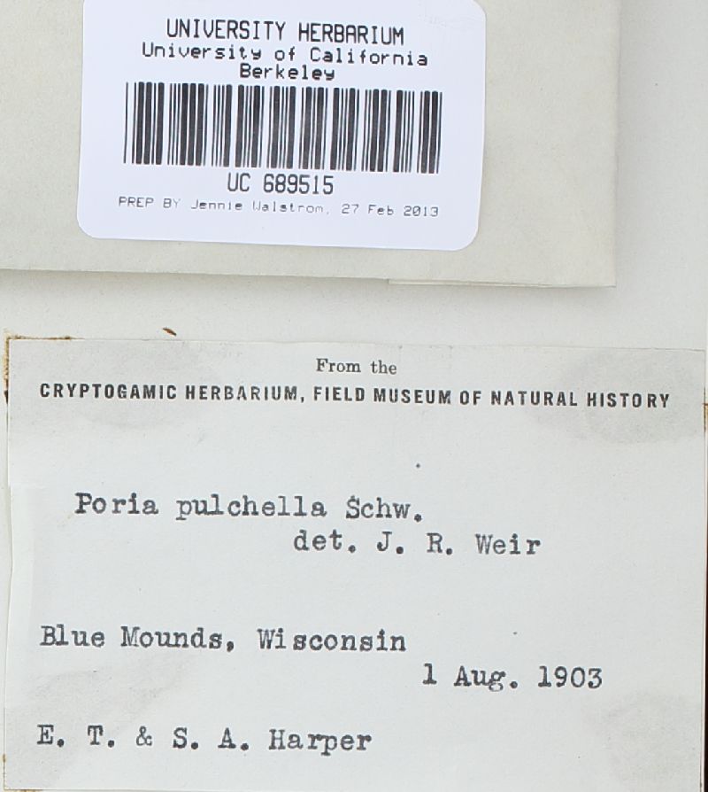 Perenniporia tenuis image