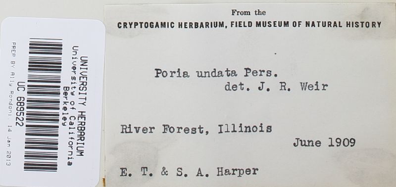 Rigidoporus sanguinolentus image