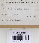 Phellinus gilvus image