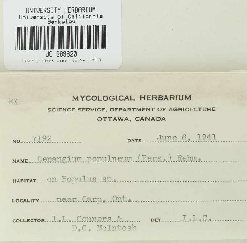 Encoelia populnea image