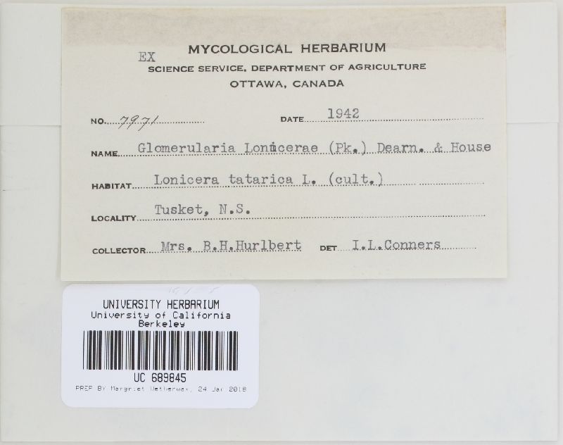 Glomopsis lonicerae image