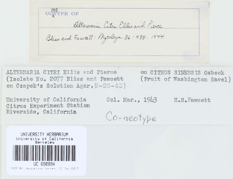 Alternaria citri image
