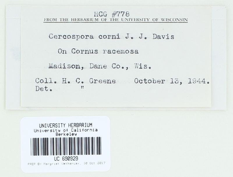 Cercospora corni image
