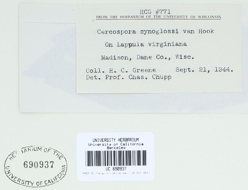 Cercospora cynoglossi image