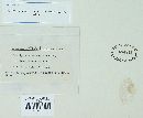 Erysiphe sparsa image