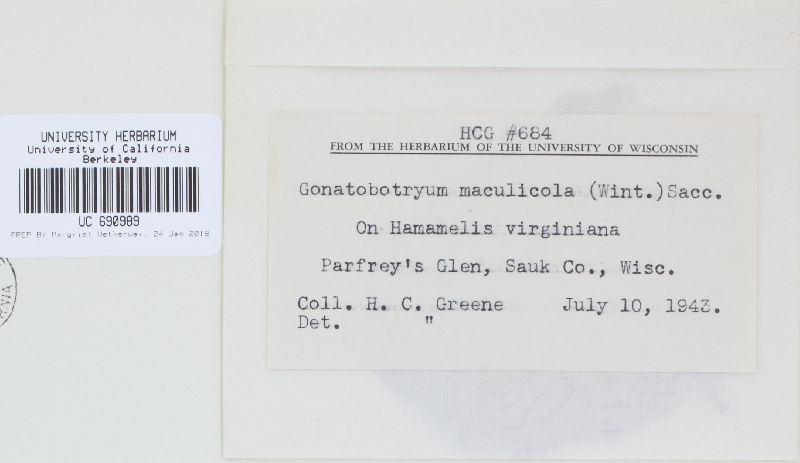 Gonatobotryum maculicola image