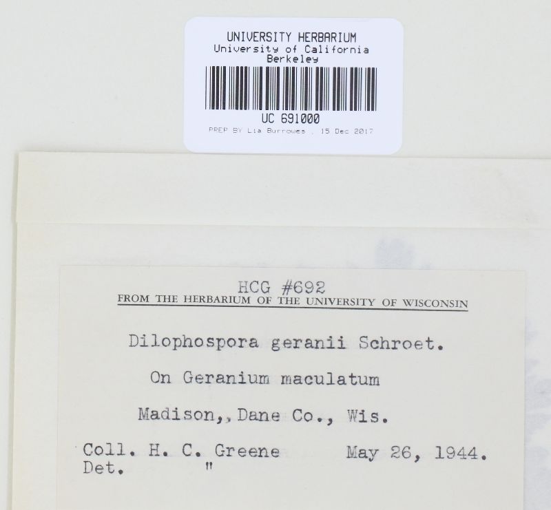 Dilophospora geranii image