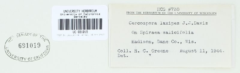 Cercospora laxipes image