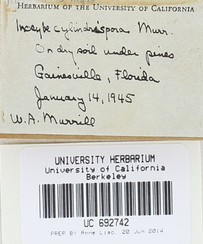Inocybe cylindrispora image