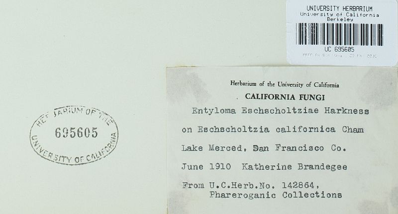 Entyloma eschscholziae image