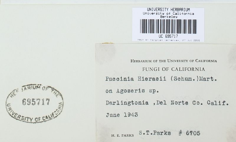 Puccinia agoseridis image