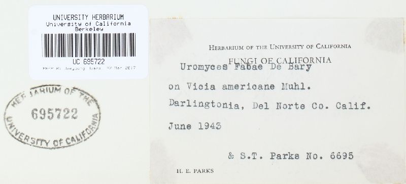 Uromyces viciae-fabae var. viciae-fabae image