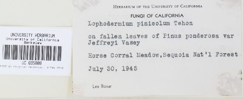 Lophodermium pinastri image
