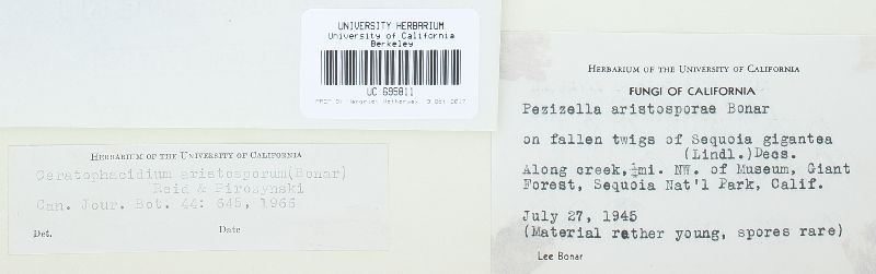 Ceratophacidium aristosporum image