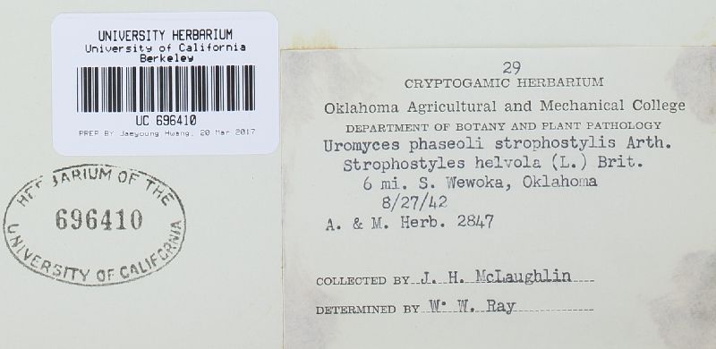Uromyces phaseoli var. strophostylis image