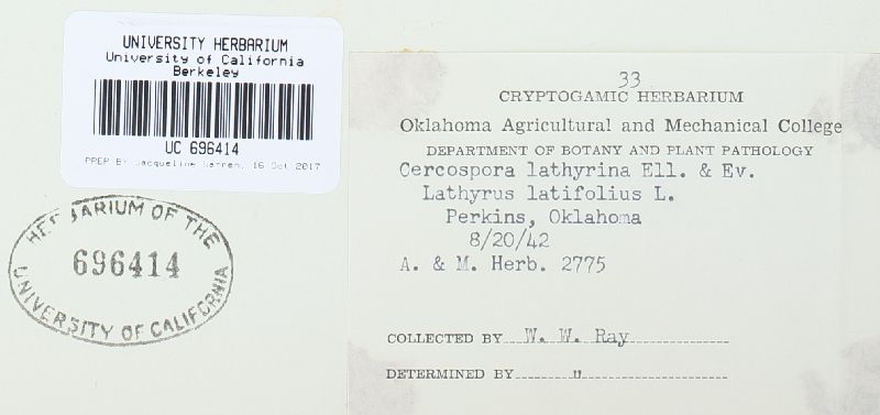 Cercospora lathyrina image