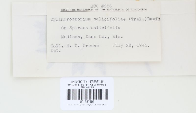 Cylindrosporium salicifoliae image
